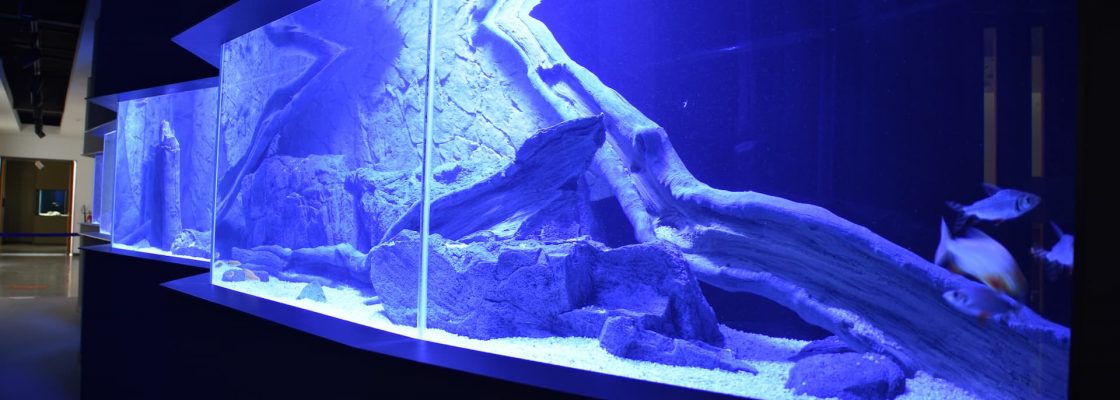No Fluviário de Mora nasce um novo espaço de exposição viva