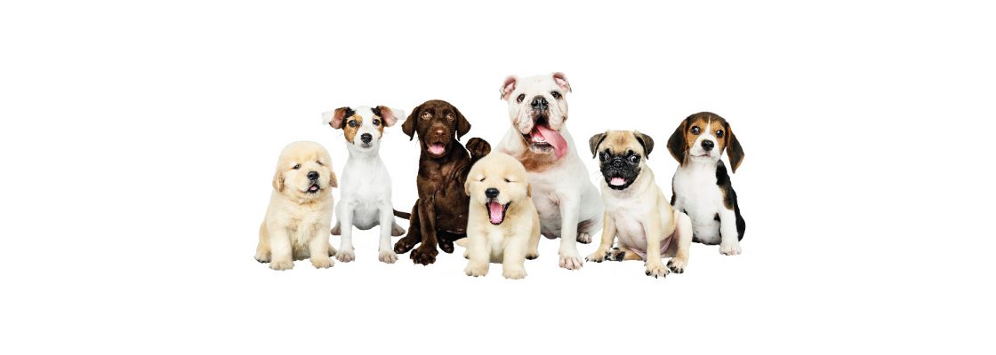 Cuidados veterinários // vacinação antirrábica e identificação electrónica