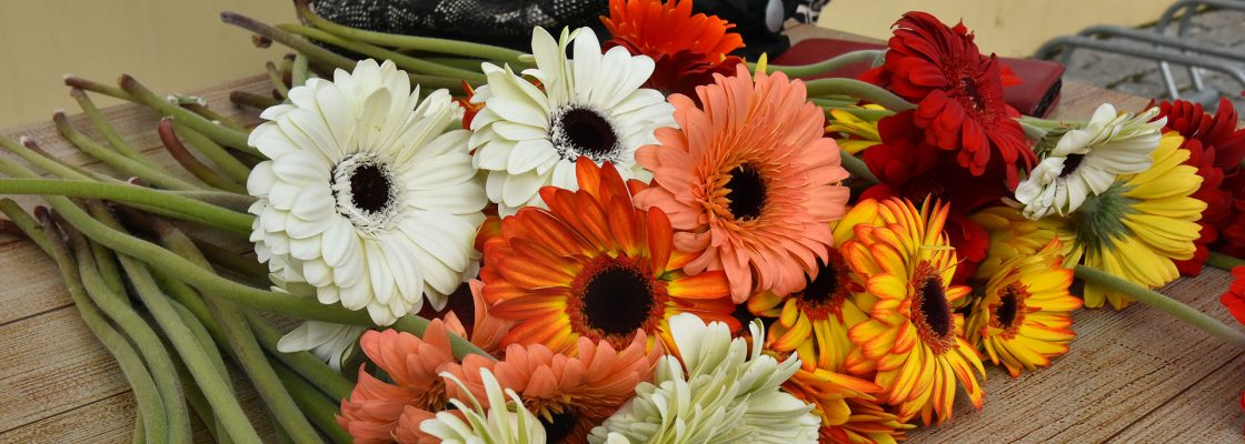 Câmara Municipal homenageia as mulheres em dia especial